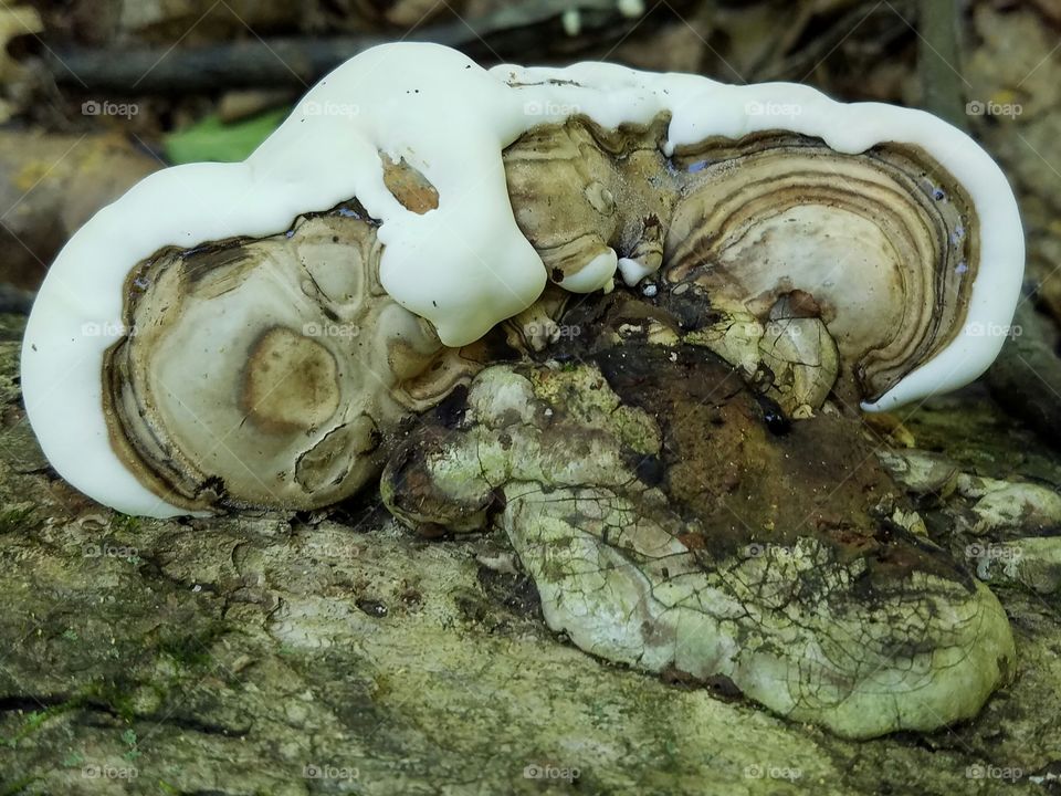 Parfrey's Glen
 Merrimac, WI