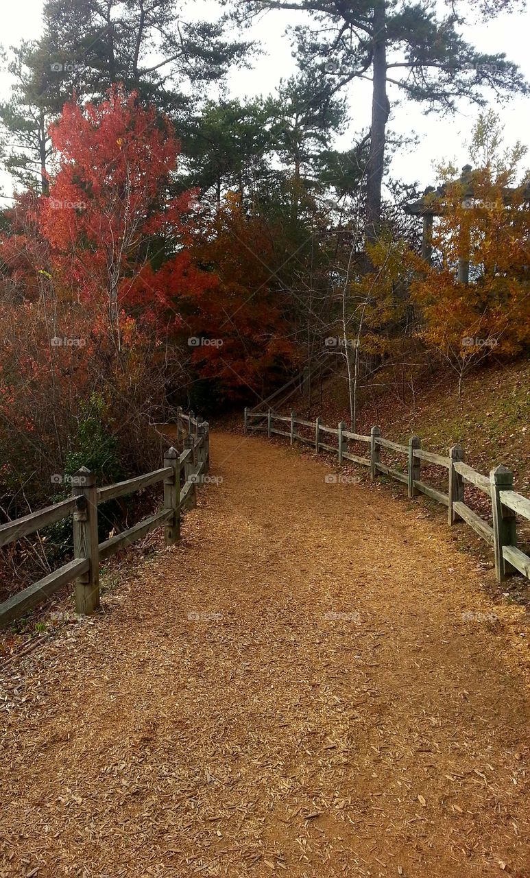 Fall colors along the Rim trail at Tallulah Gorge state park, Georgia