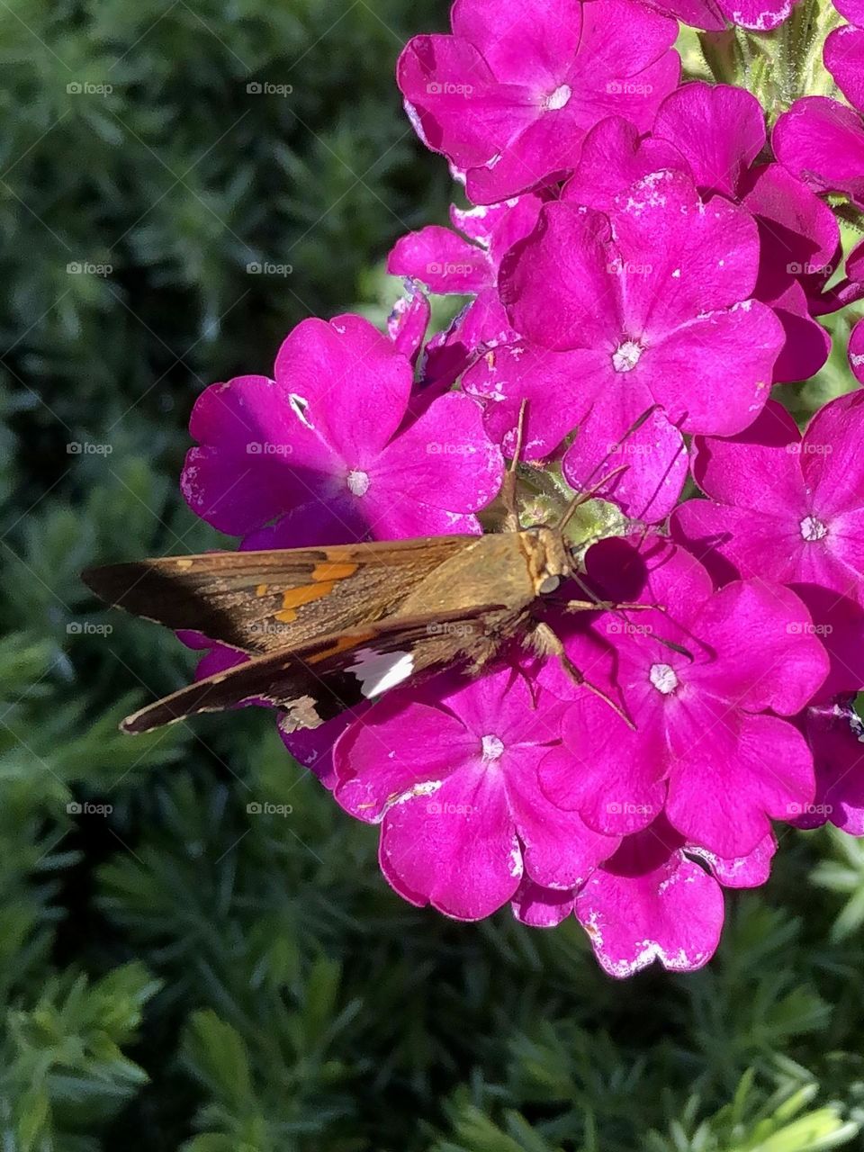 Epargyreus clarus silver spotted skipper flasher butterfly colorful calibrachoa flowers petals blossoms neighborhood landscaping backyard gardening container garden patio plants glimmers small moments of happiness nature summer insects bugs wildlife