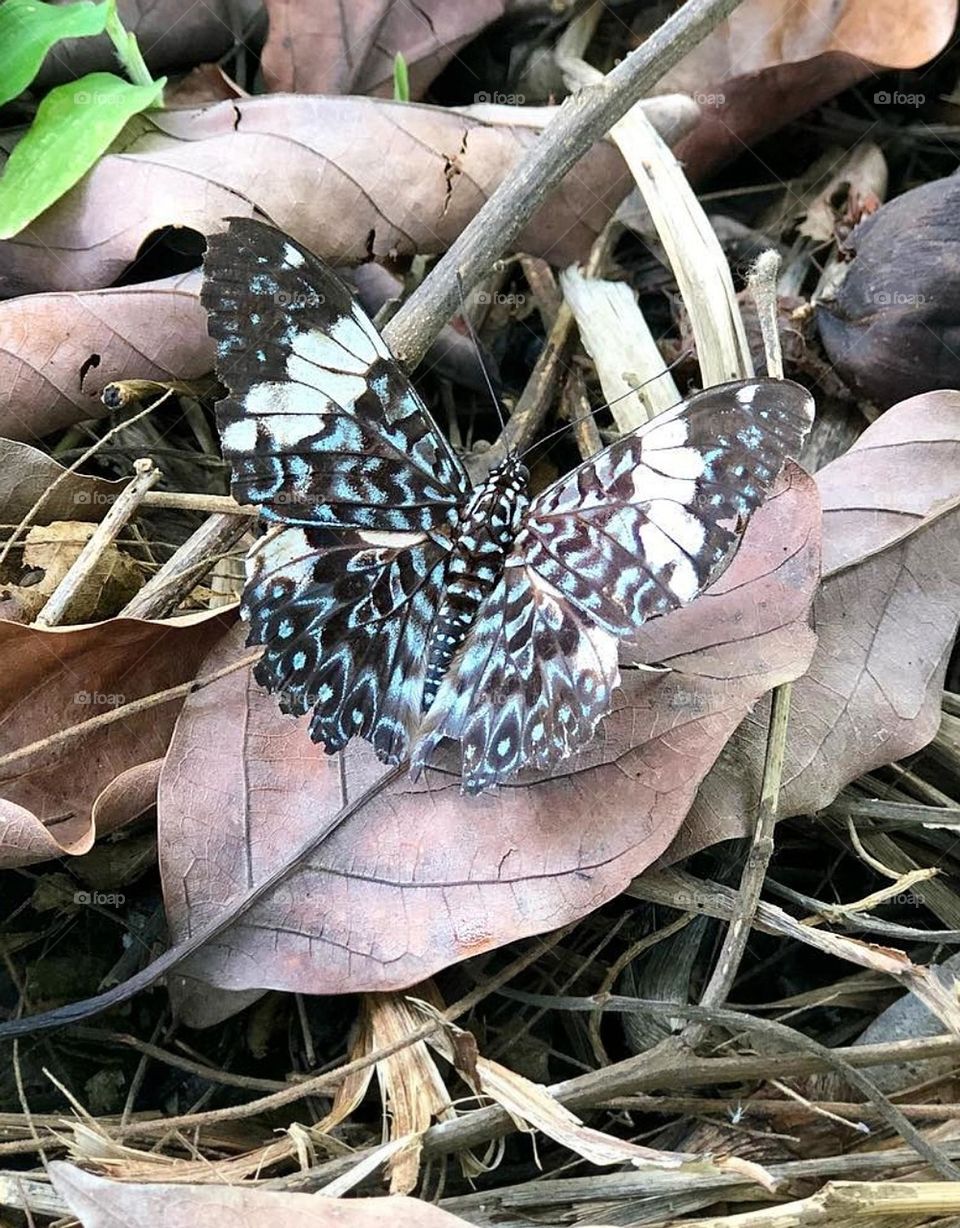 BUTTERFLY ON DRY LEAVES