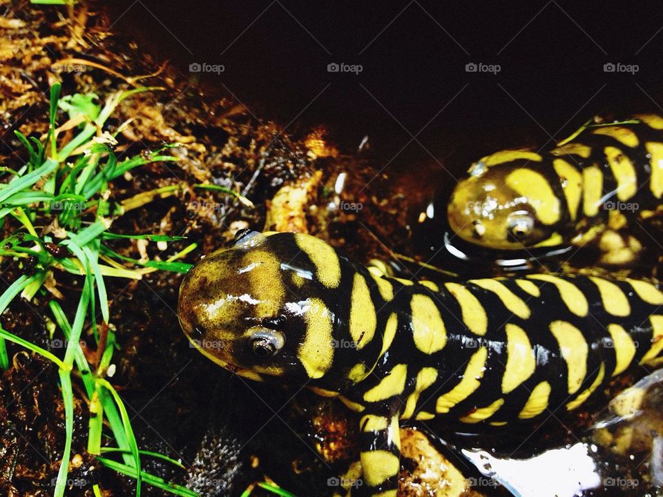 Tiger salamanders