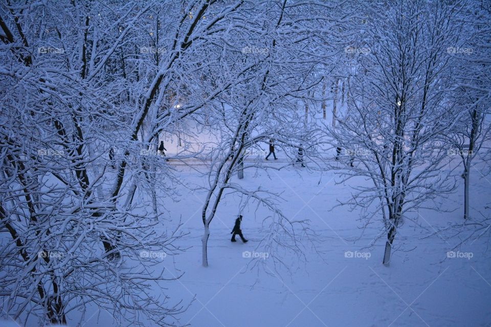 Winter, Snow, Cold, Frost, Tree