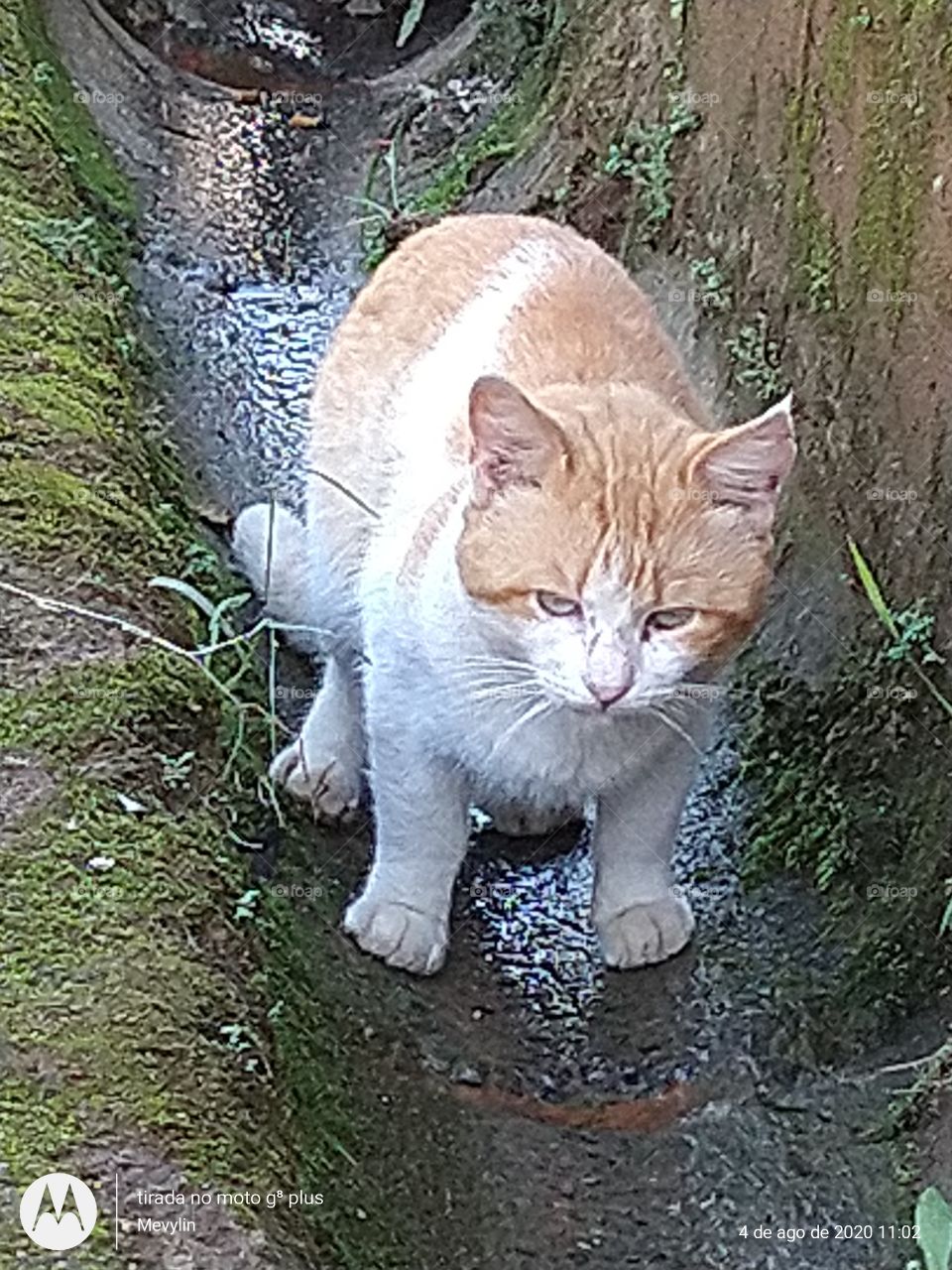Tomando água da vala. Gato de Favela