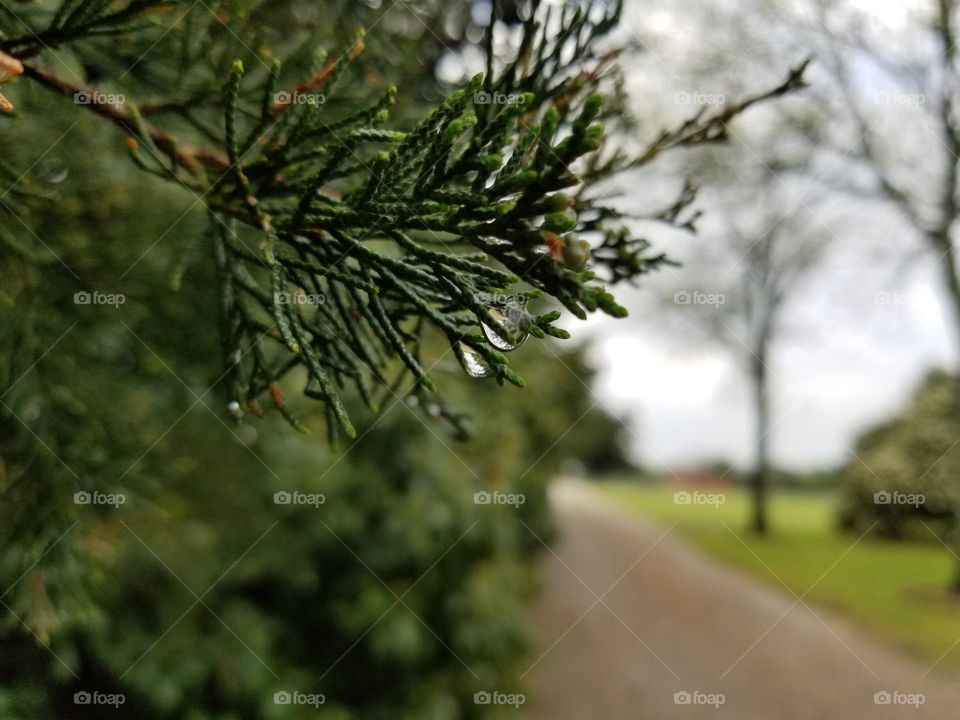 Cedar Tree by a Country Road