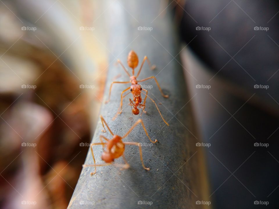 FAMILY OF RED ANT