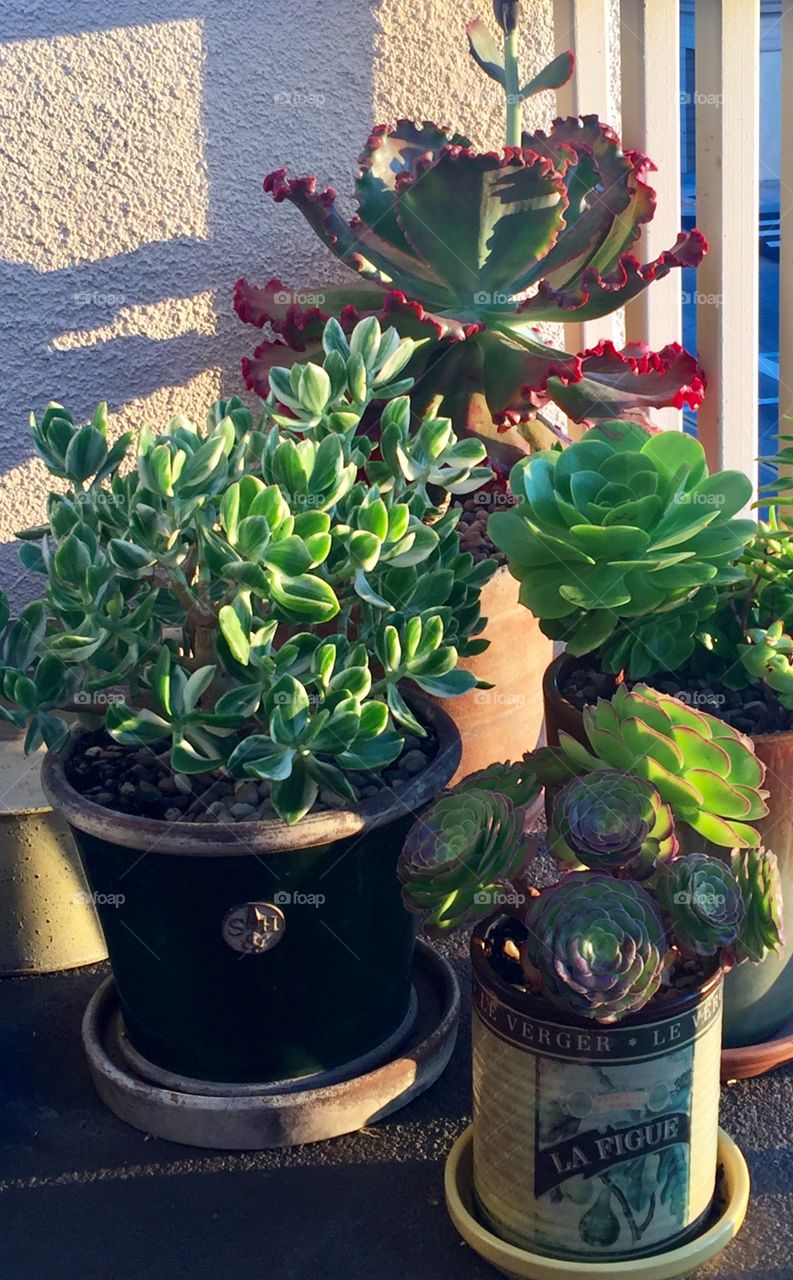 Succulent Garden