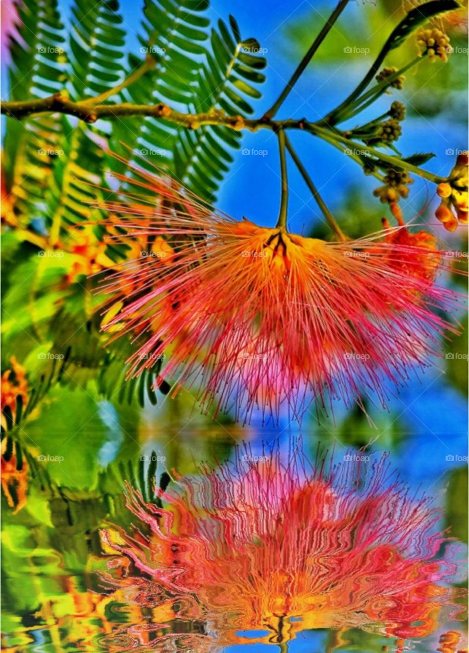 Powder puff Flower