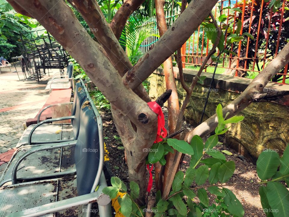 Beauty Of Guavava Tree
Green Beauty
☘️🌱☘️
Trunk