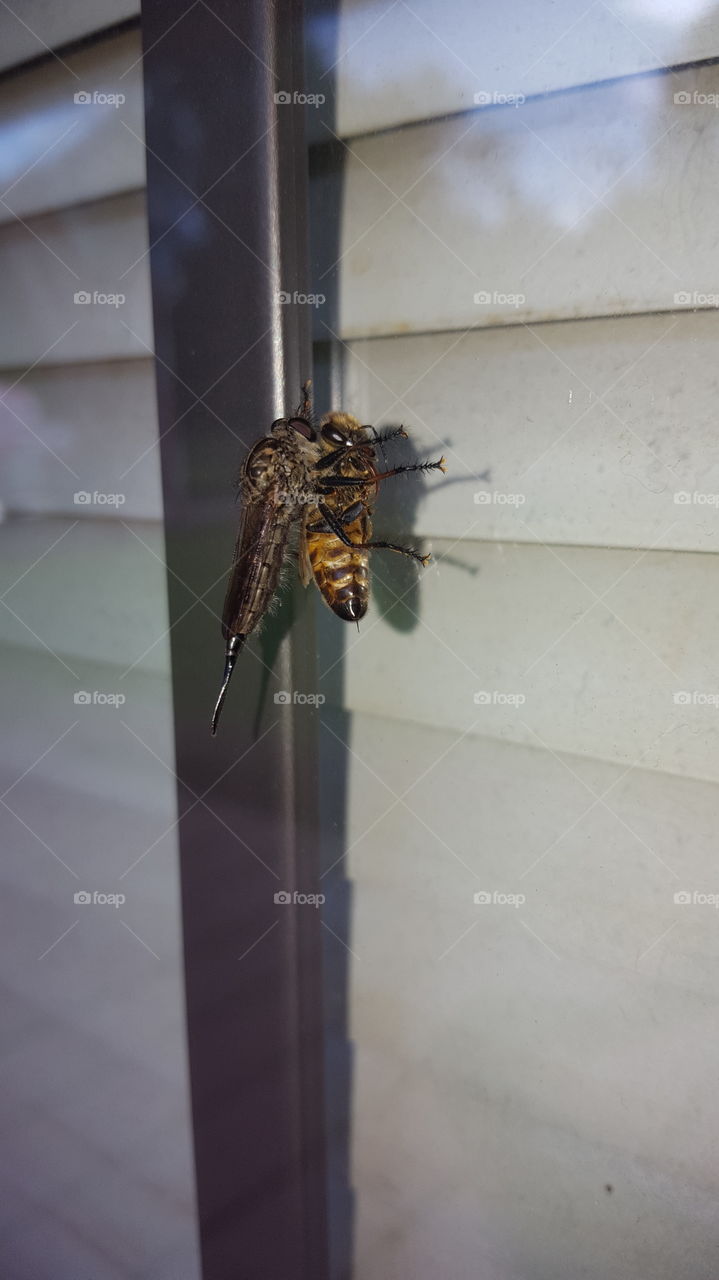 Horse Fly Killing a Bee, Nature