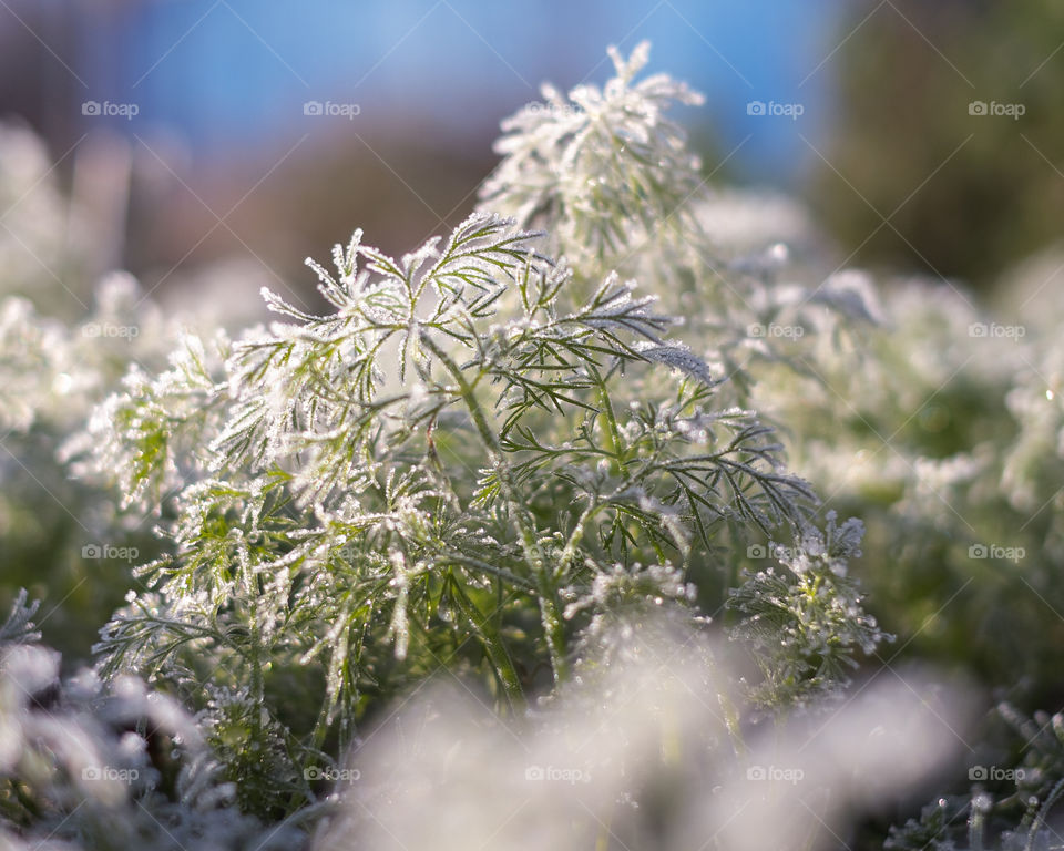 frost on dill