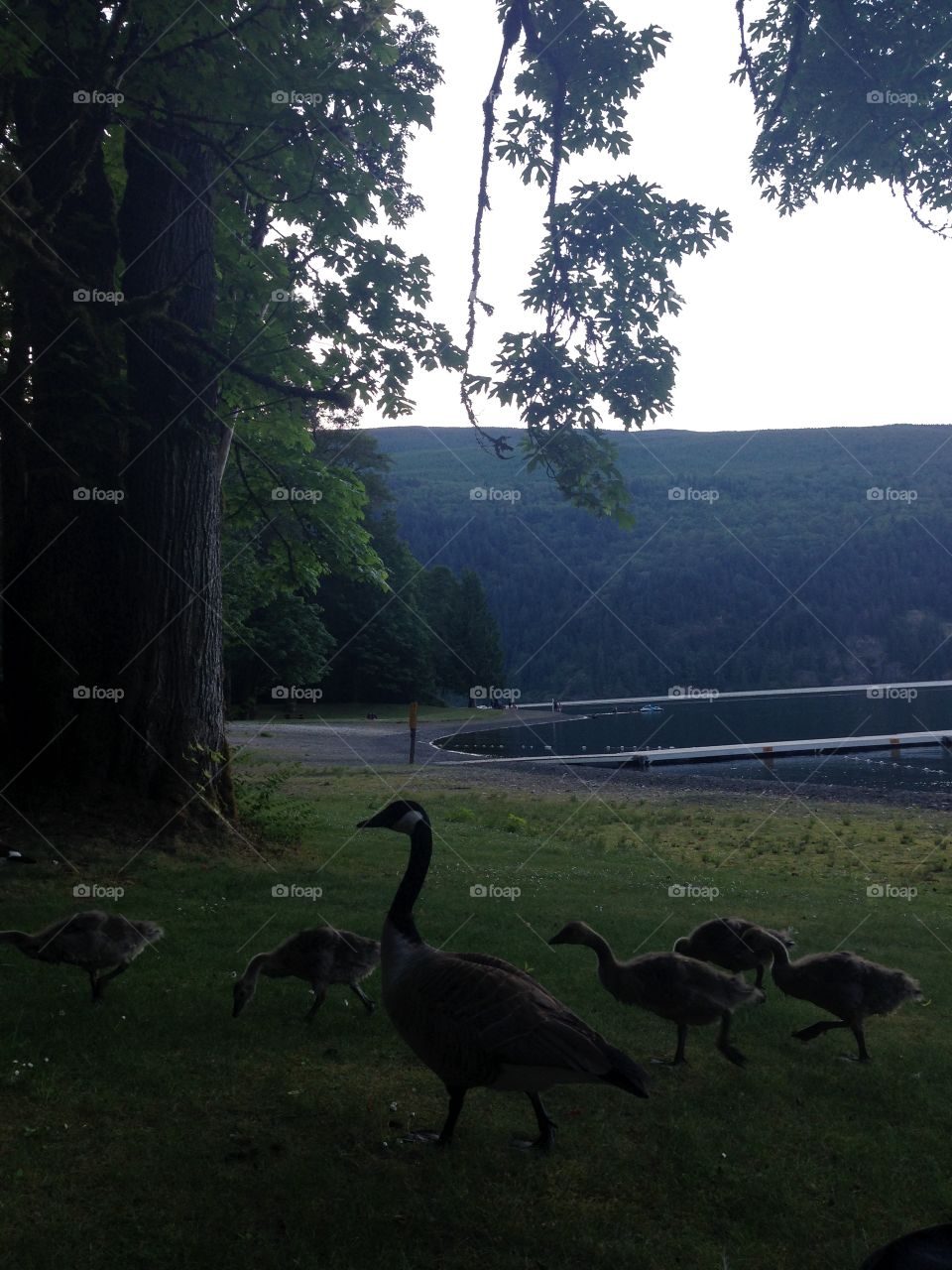 Canadian Geese coming to say hello.