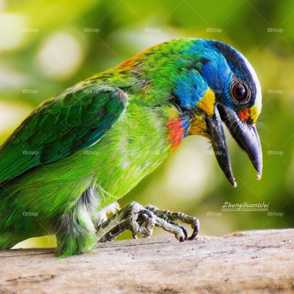 Taiwan Bird - Muller's Barbet