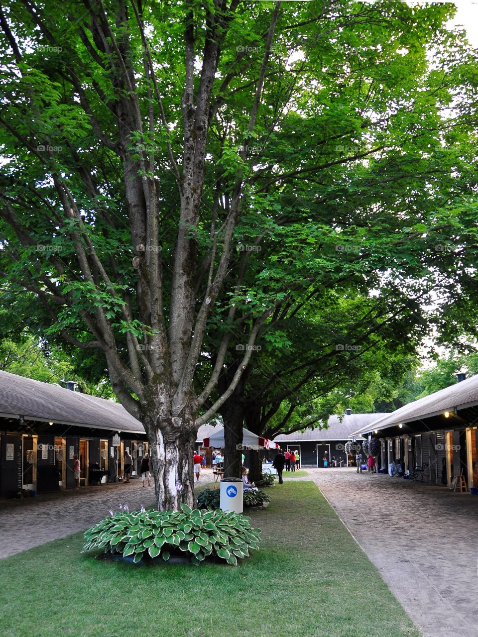 Fasig Tipton  Saratoga. Saratoga select yearling sales at Fasig Tipton. This years Triple Crown winner was purchased here in Aug 12'
Fleetphoto