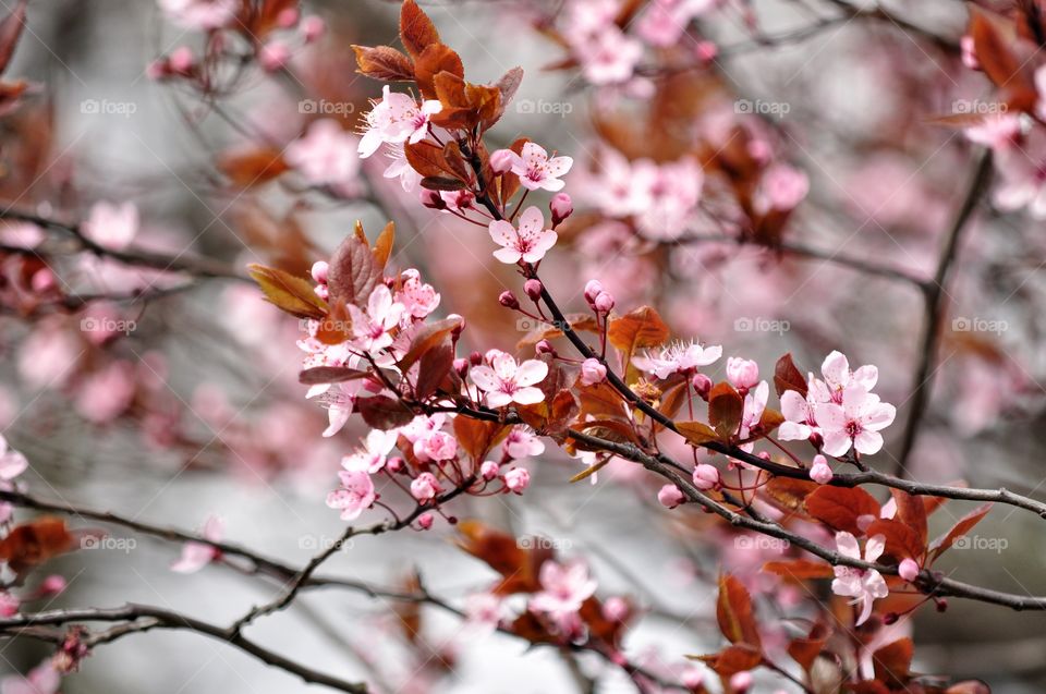 Branch, Tree, Cherry, Flower, Season