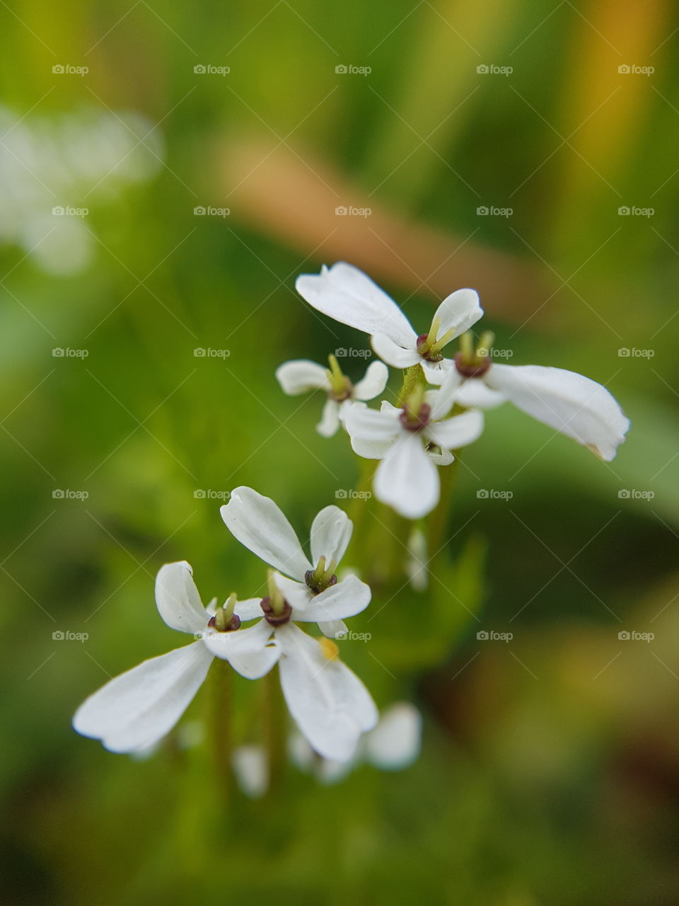Close-up of white flowers