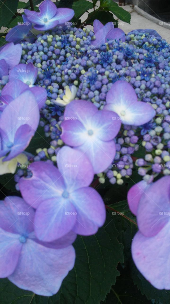 Nature, Flora, Flower, No Person, Summer