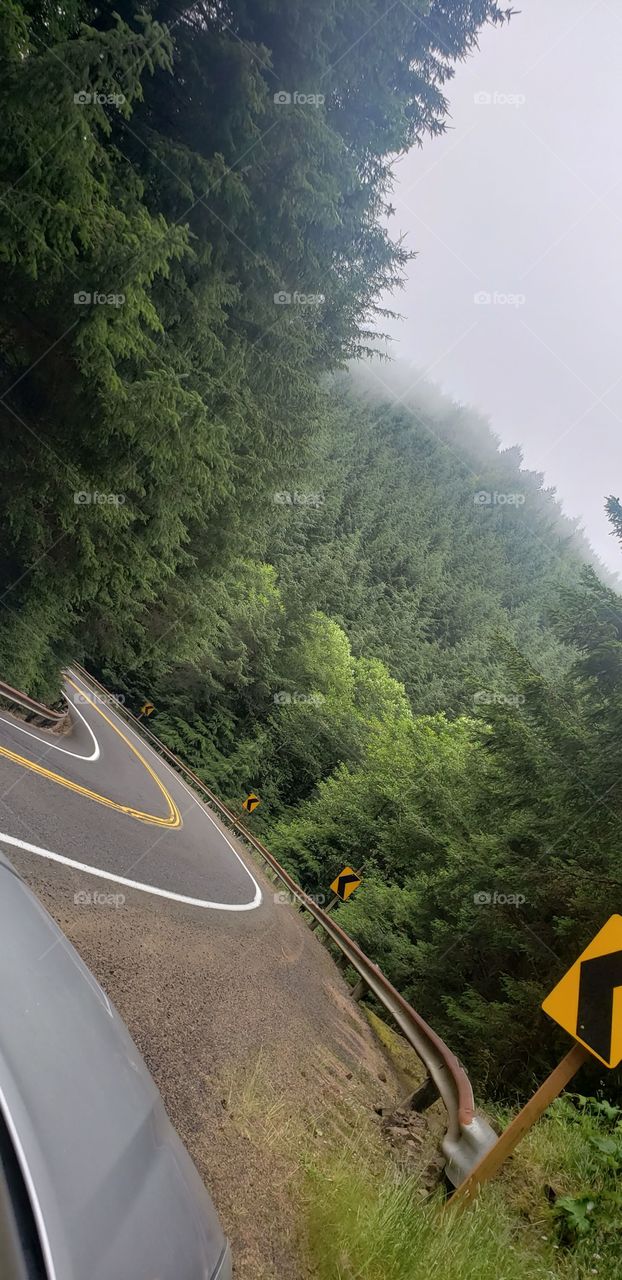 There's just something about a foggy morning billowing through lush greenery