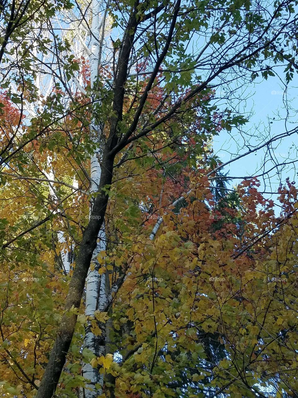 Forest beauty in the fall