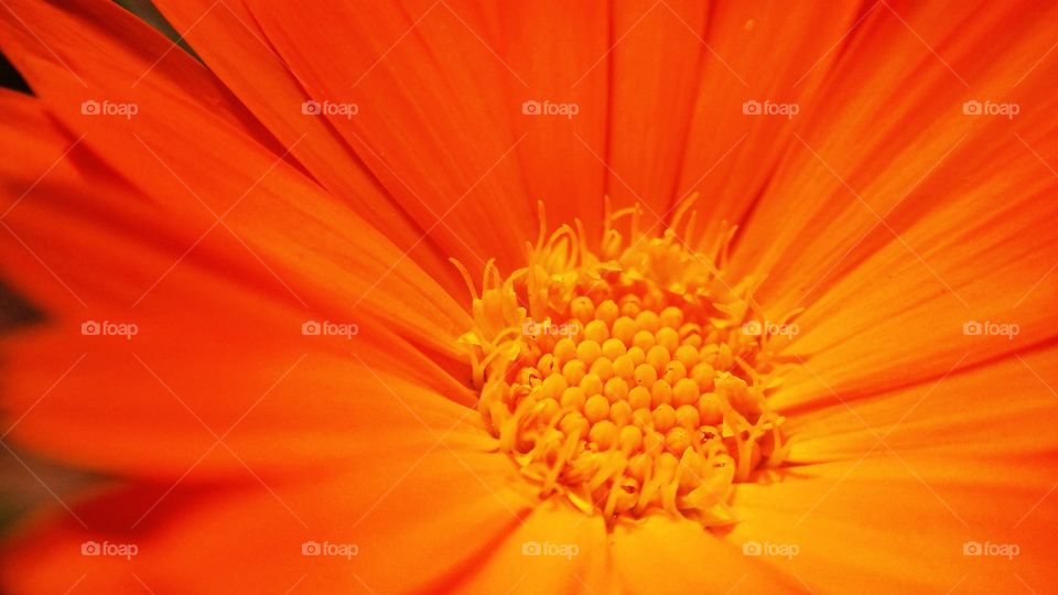 Macro of calendula marigold flower