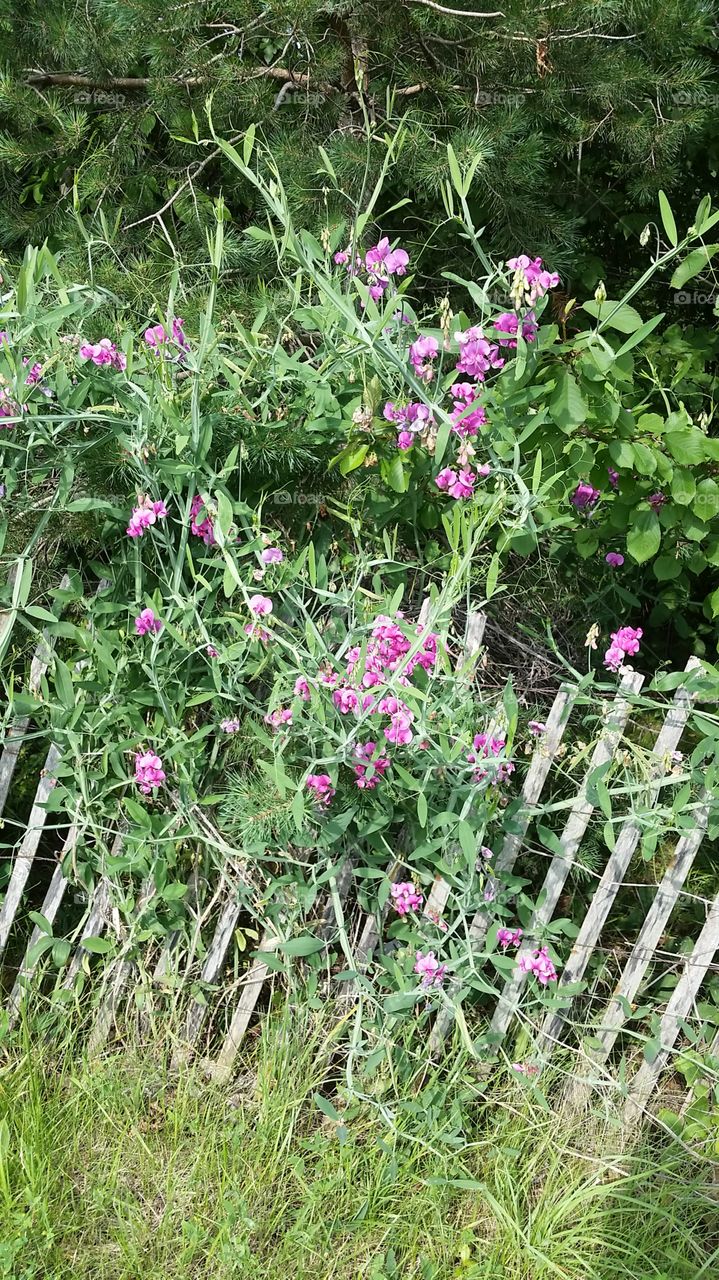 sweet pea on fence. Grand River Ave Brighton, Michigan