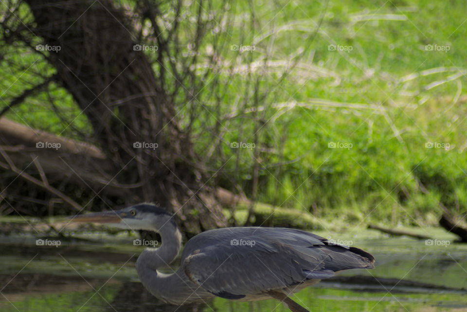 Great Blue Heron bord gray grey huge water landscape trees metamorphosis ready to jump up to fly on