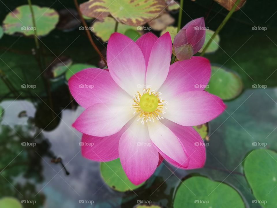 #Lotus