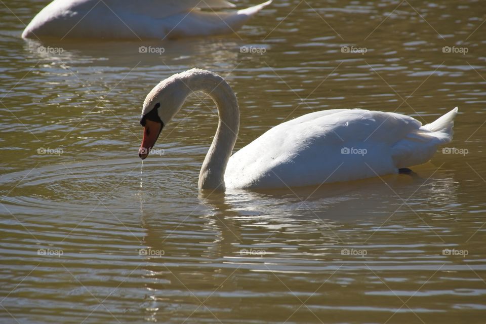 swans on the lake