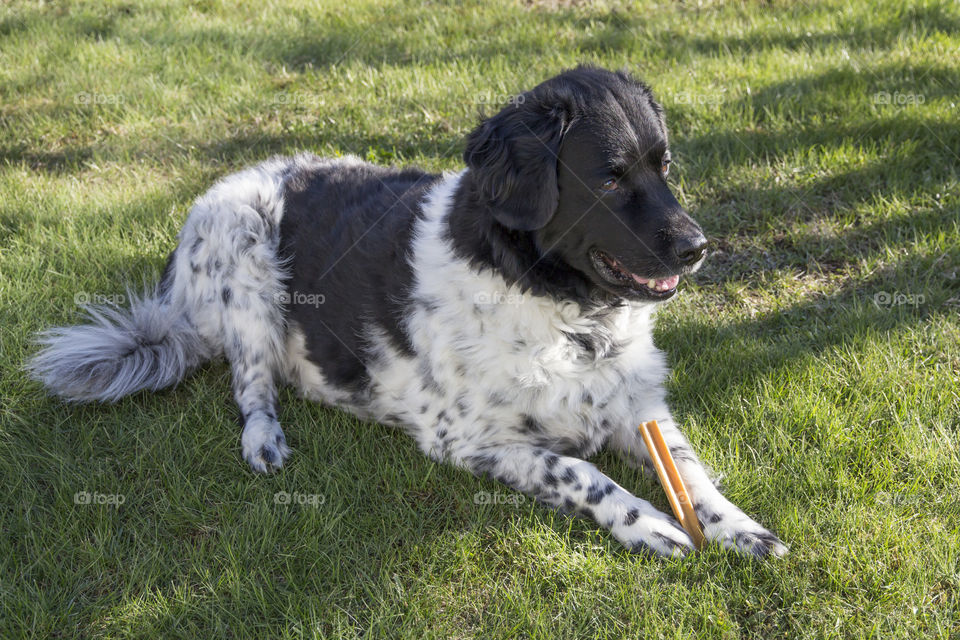 Dog enjoying a snack in the shadow 