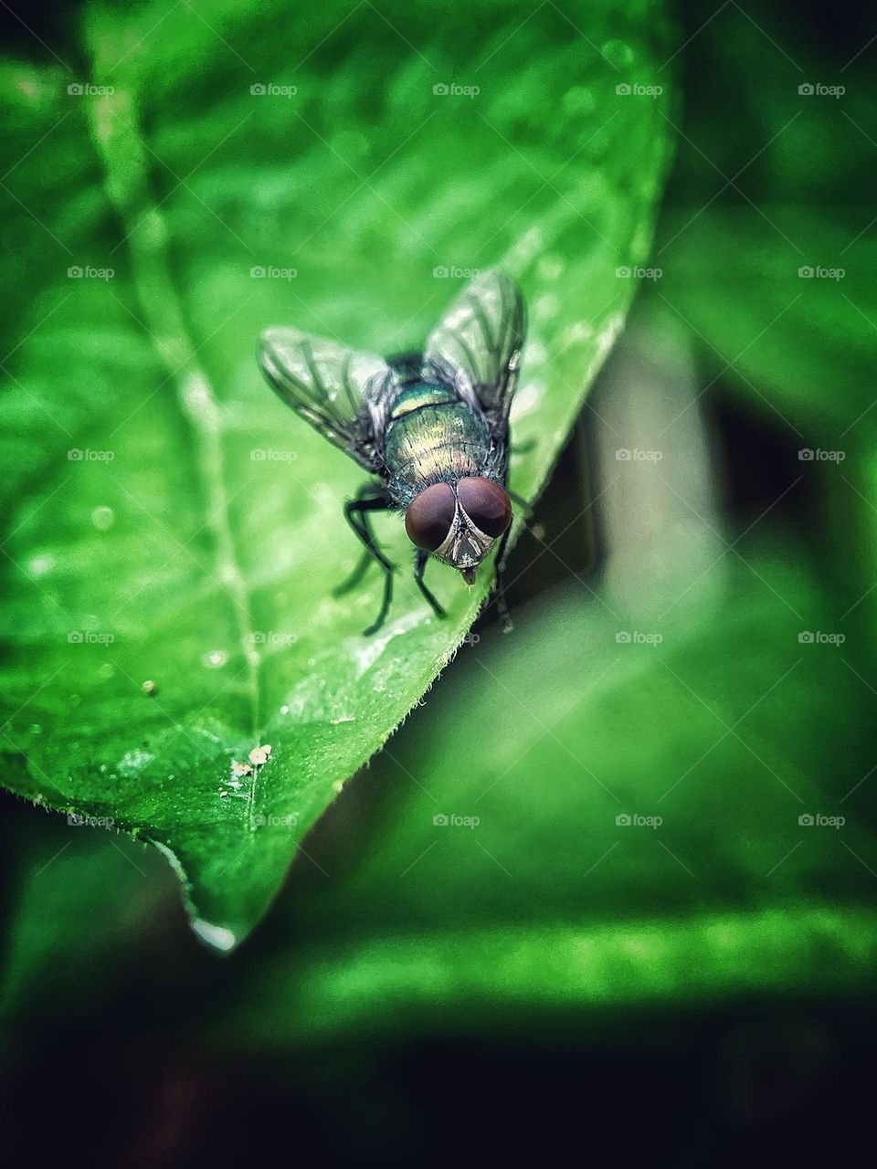 Common green fly