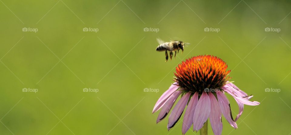 Honeybee, flying backwards. Honeybee, flying backwards
