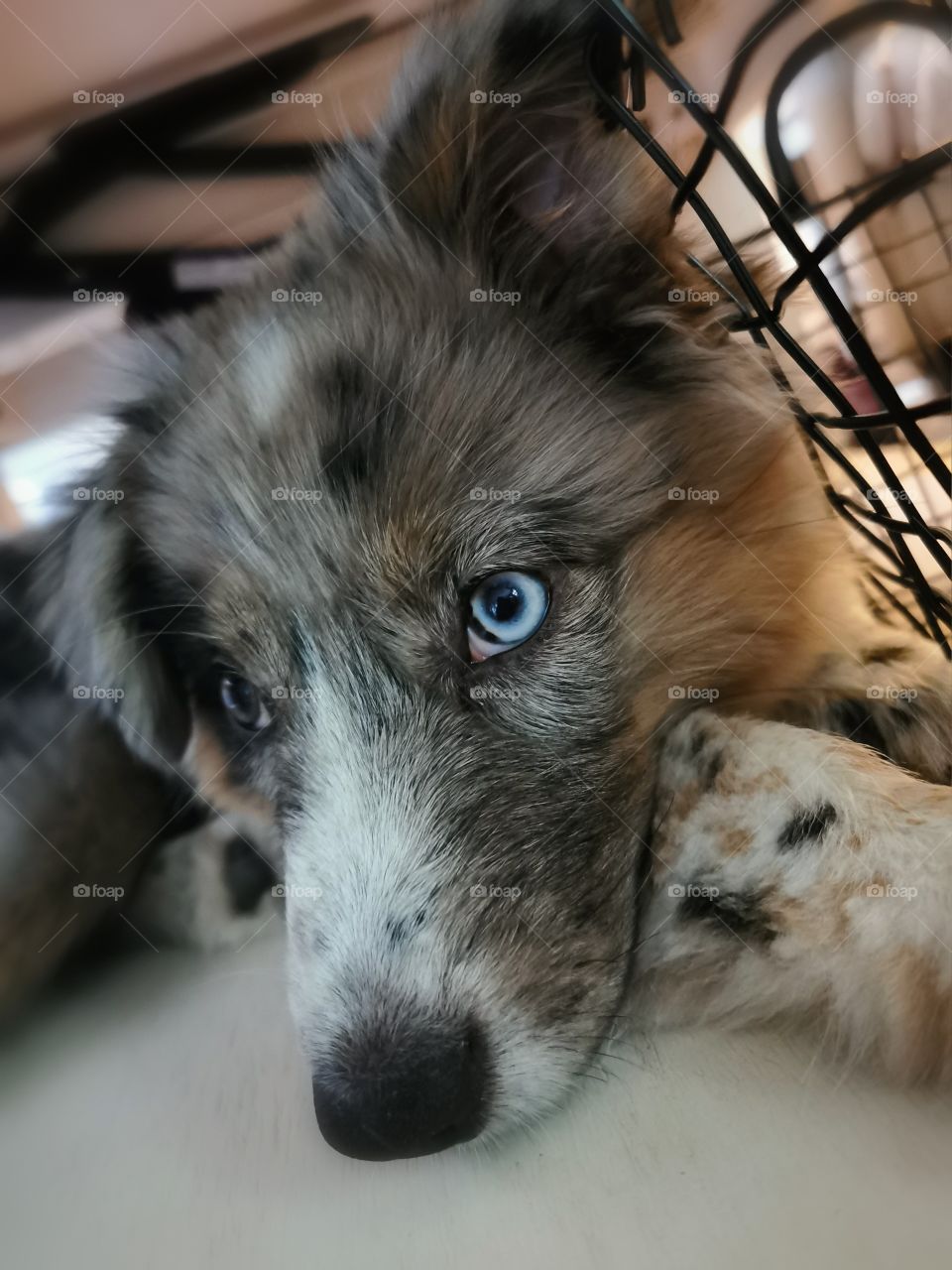 Pure breed Australian Shepherd, one blue eye and one green eye. laying under the table by a basket, with his one ear up.