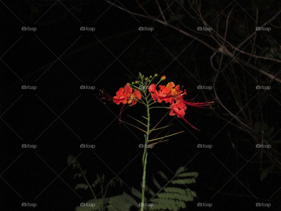 hujja flowers srilanka
