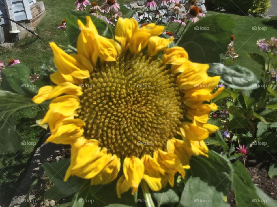 Full Sunflower in the Summer 