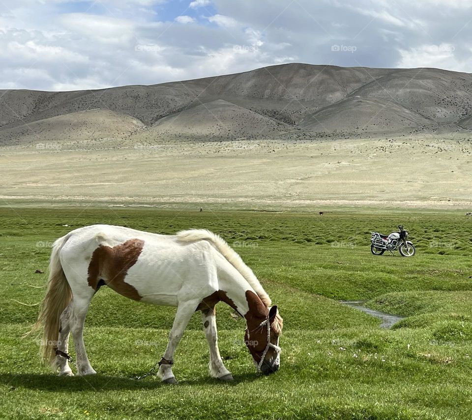 Grazing horse, Mongolia 