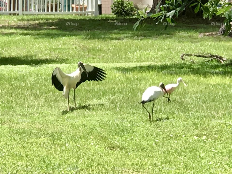 Wood stork herding his flock