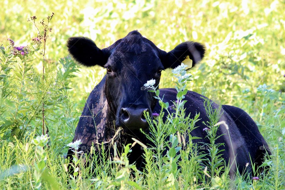 Cow in a field 