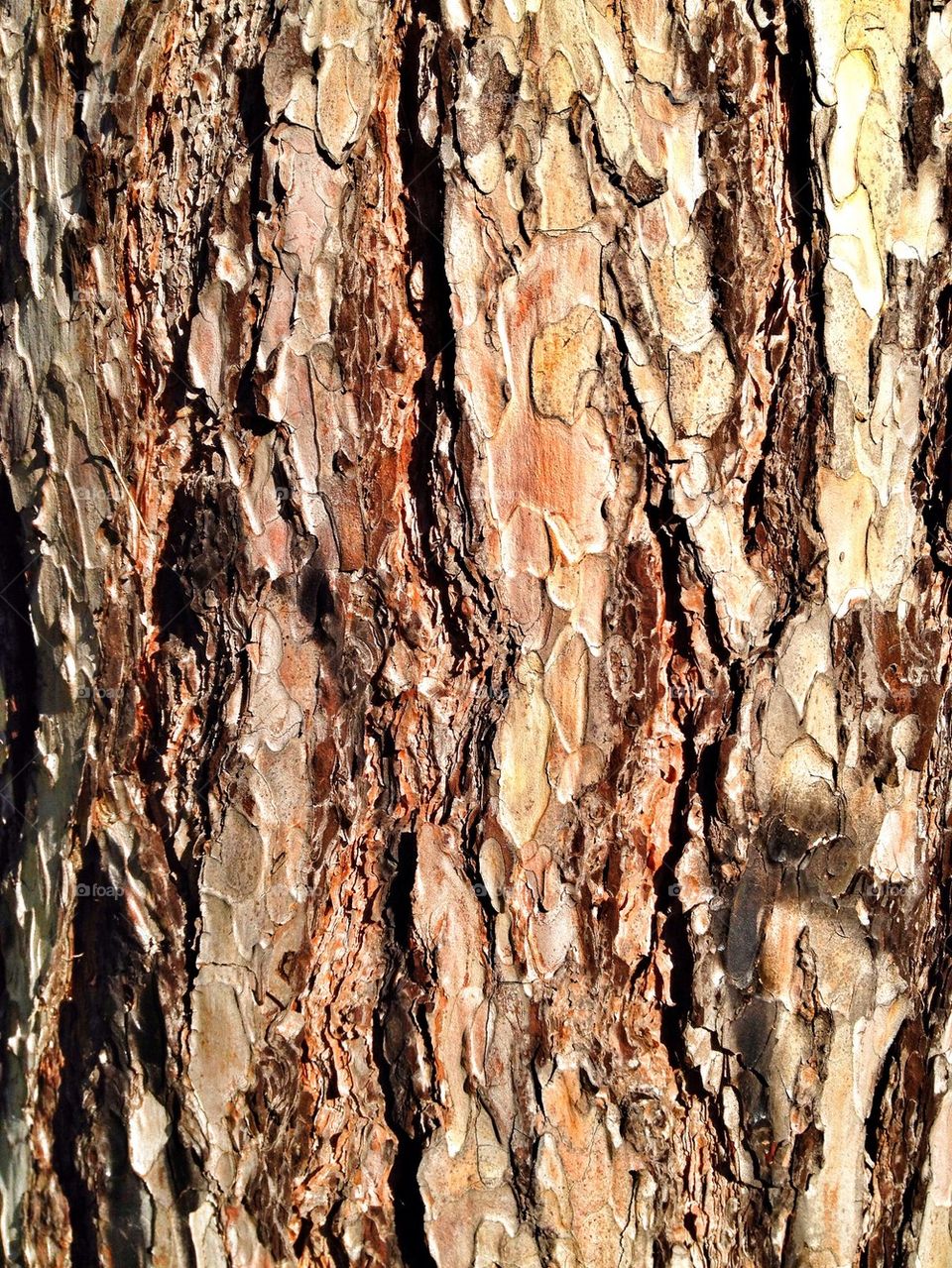 Tree bark