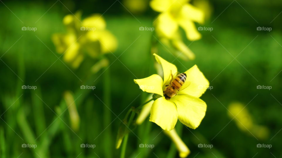 Bee In Yellow Flower