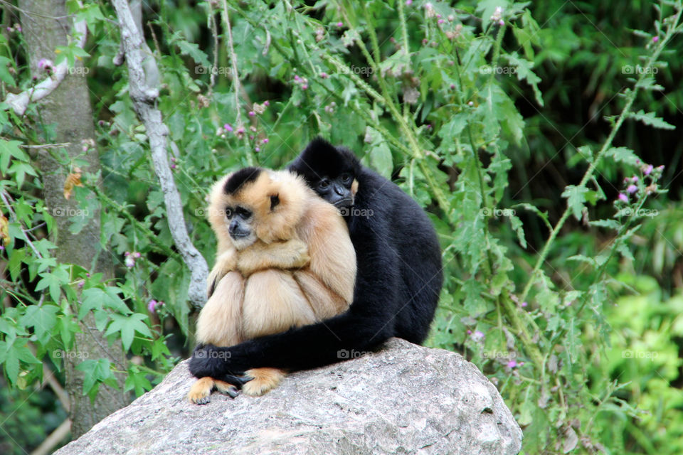 mammals animals monkey affe by stef79