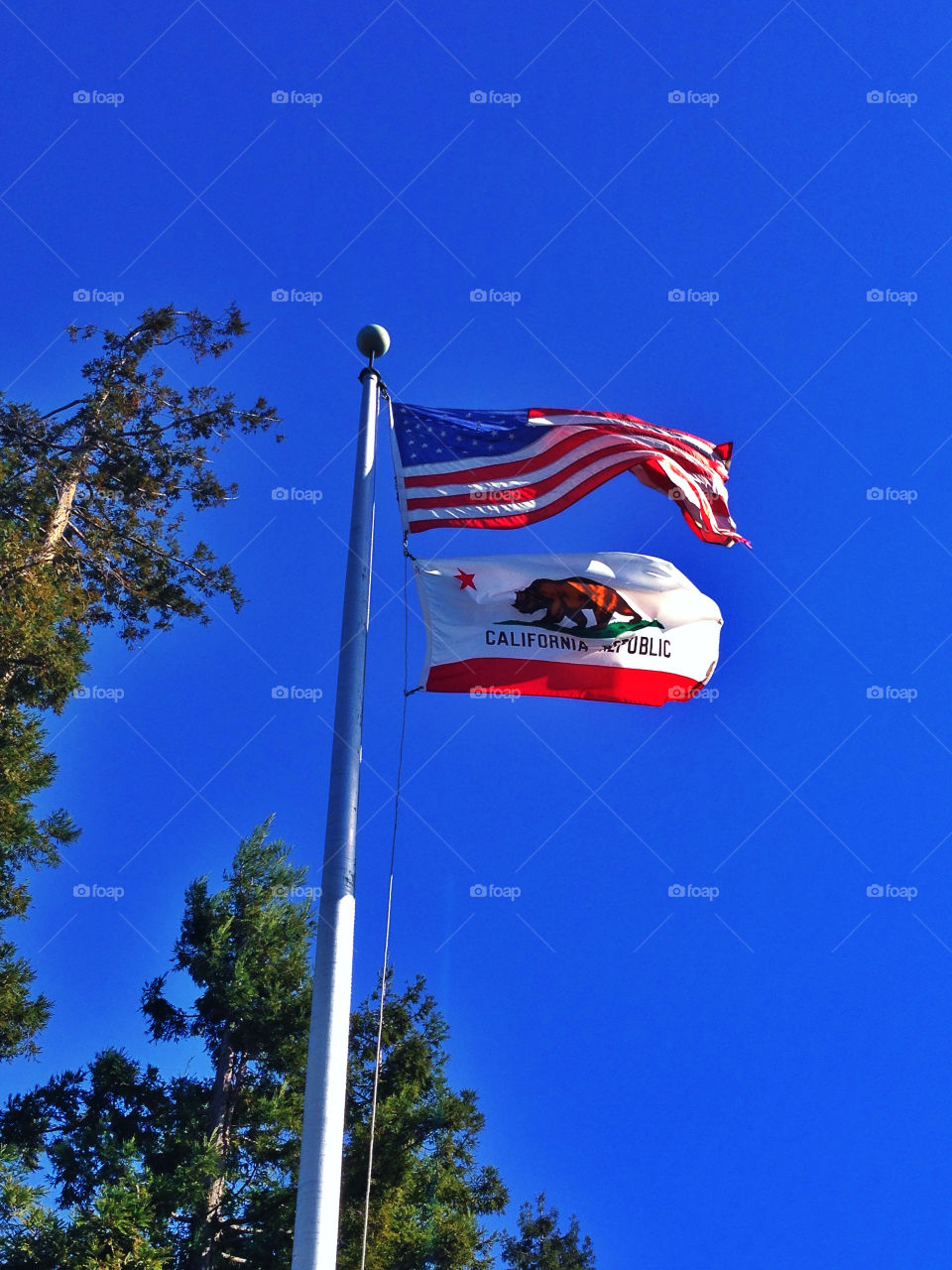 California state flag flying with the American flag, red white and