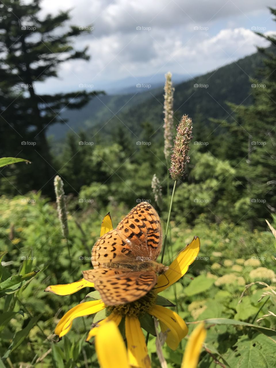 Butterfly with terrific scenery 