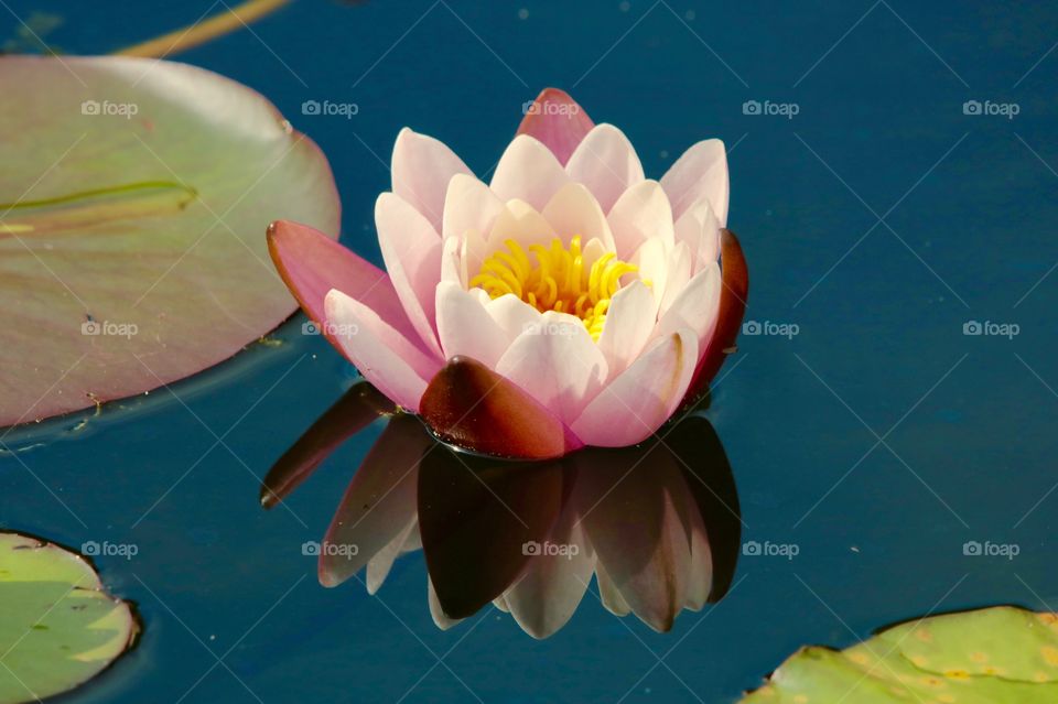 water lily