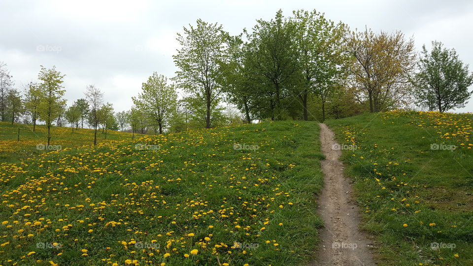 Landscape, Nature, Flower, Grass, No Person