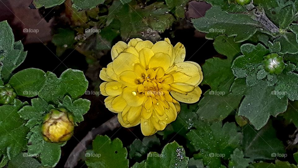 Dew on the flower