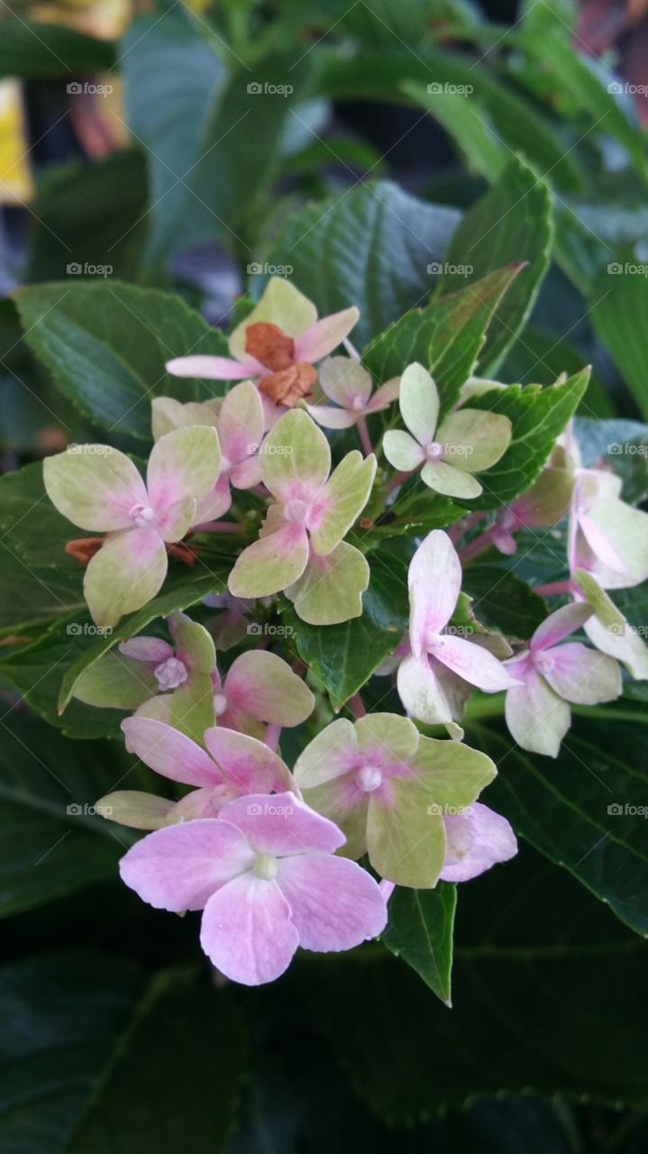 Flora, Nature, Flower, Leaf, No Person