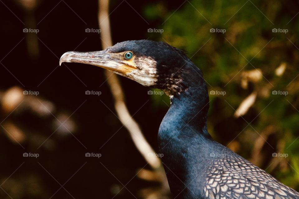 Cormorant 