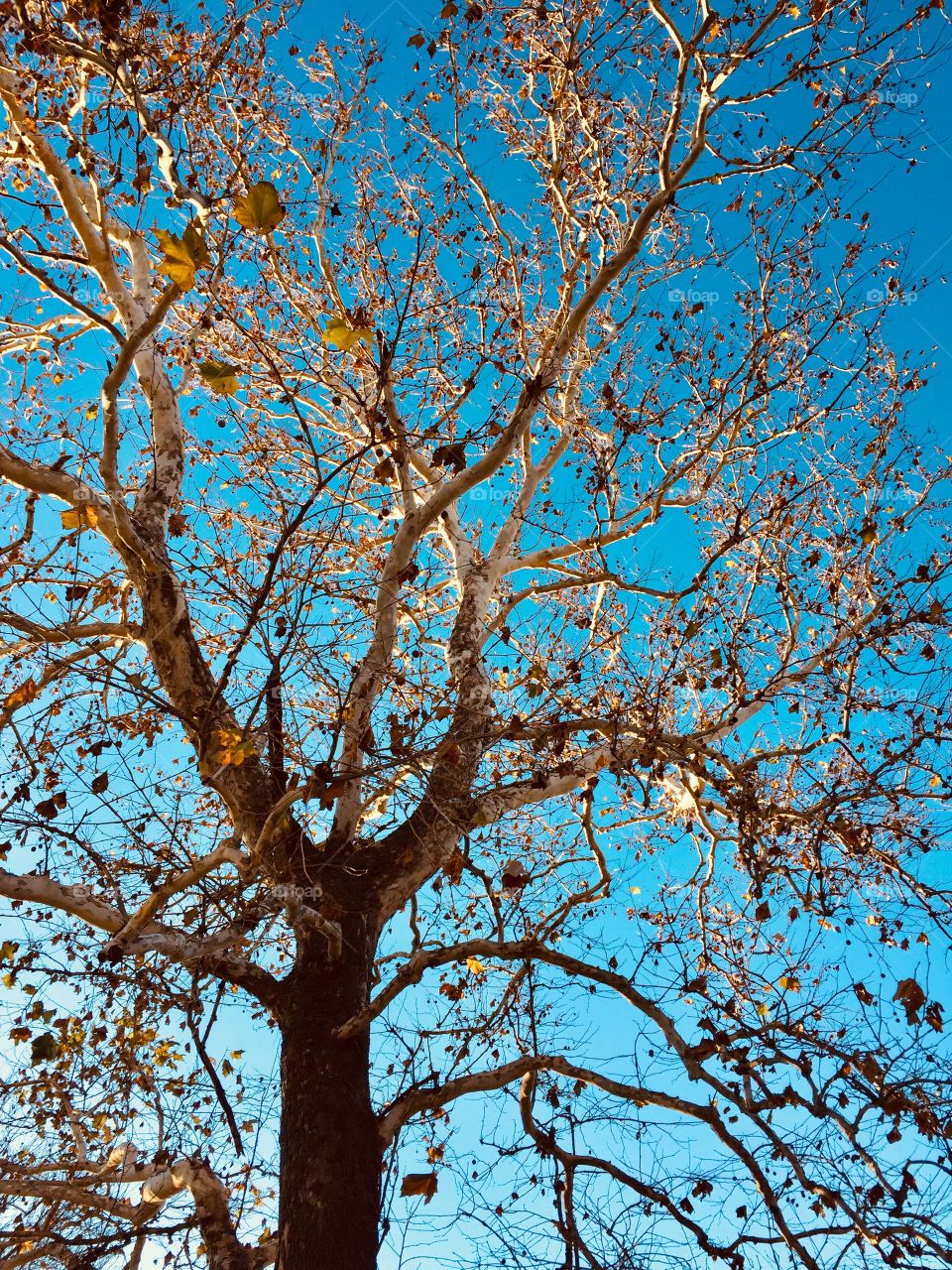 The highest branches of a giant Sycamore tree, illuminated by cold sunlight against a clear blue sky in autumn