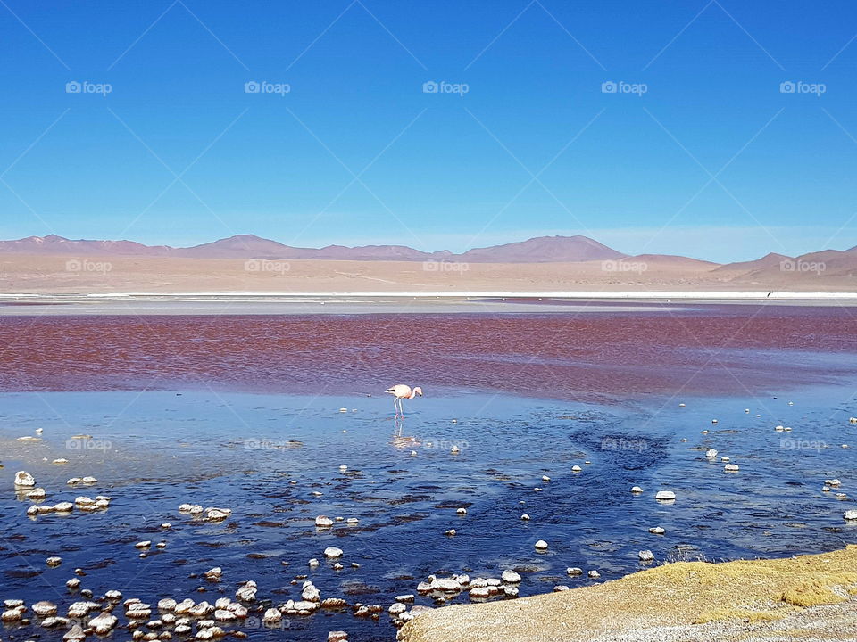 flamingo in laguna colorada Bolivia