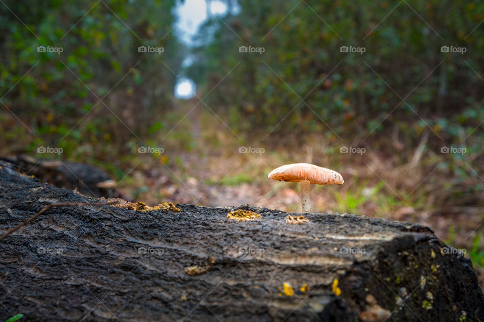 Mushroom on a log in