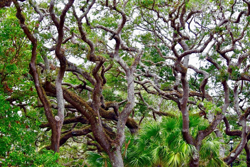 A Maze of Branches